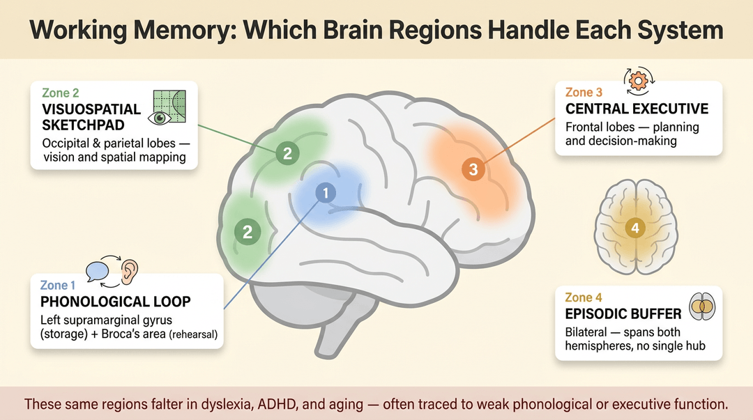Diagram showing brain regions for working memory components: phonological loop, visuospatial sketchpad, central executive, and episodic buffer.