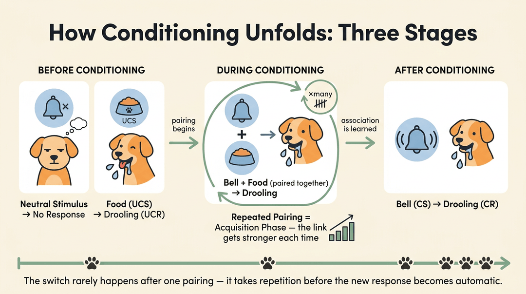 A three-panel illustration shows the stages of classical conditioning, with a dog learning to associate a bell with food and salivating.